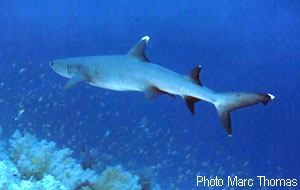Requin Albimarginatus