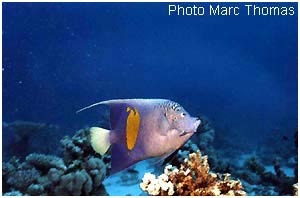 Poisson Ange