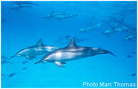 Dauphins
