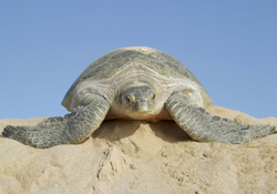 Tortue