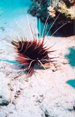 Poisson