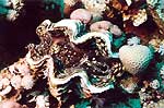 B�nitier
