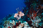 pterois